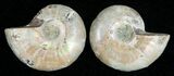 Small Desmoceras Ammonite Pair #5325-1